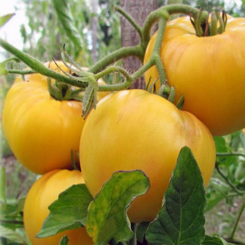 Томат Жираф