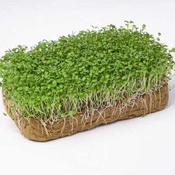 Microgreen Alfalfa