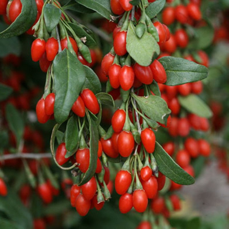 Goji Berry