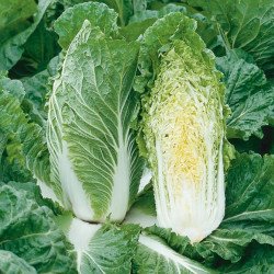 Chinese Cabbage Family Garden