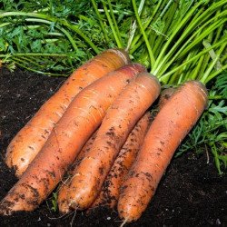 Carrot Familiy Garden F1