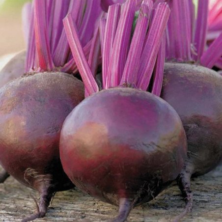 Beetroot Family Garden