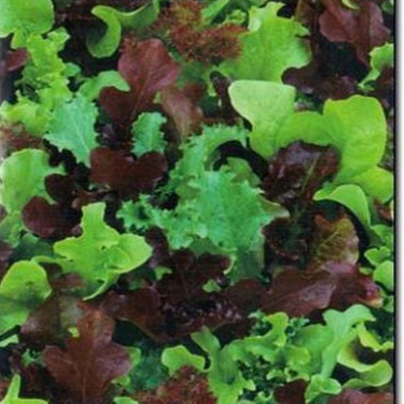 Baby Leaf Lettuce Vitamin Assortment