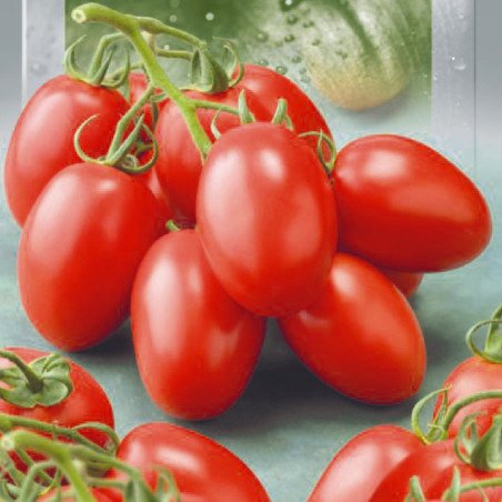 Tomato Family Garden Red F1