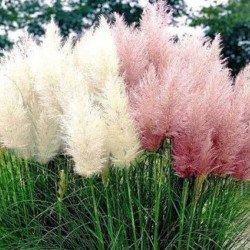Пампасская трава Розово-белая смесь