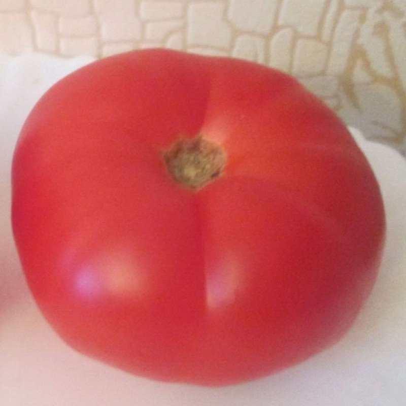 Tomato Tomcat Timofey