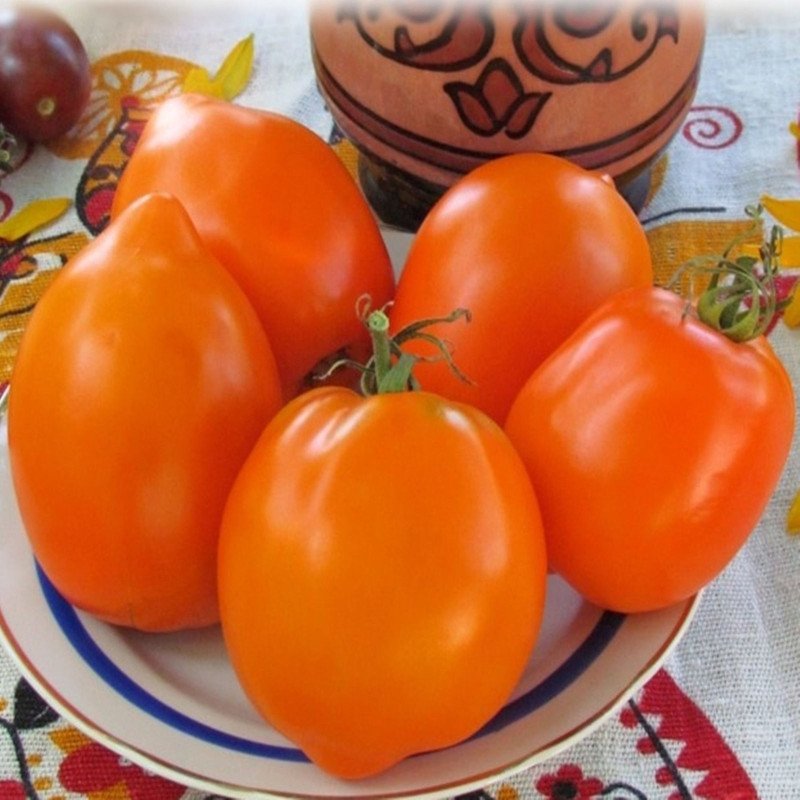 Tomato Gold Ilini