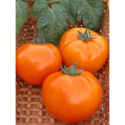 Tomato Khurma