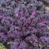 Kale Curly Scarlet