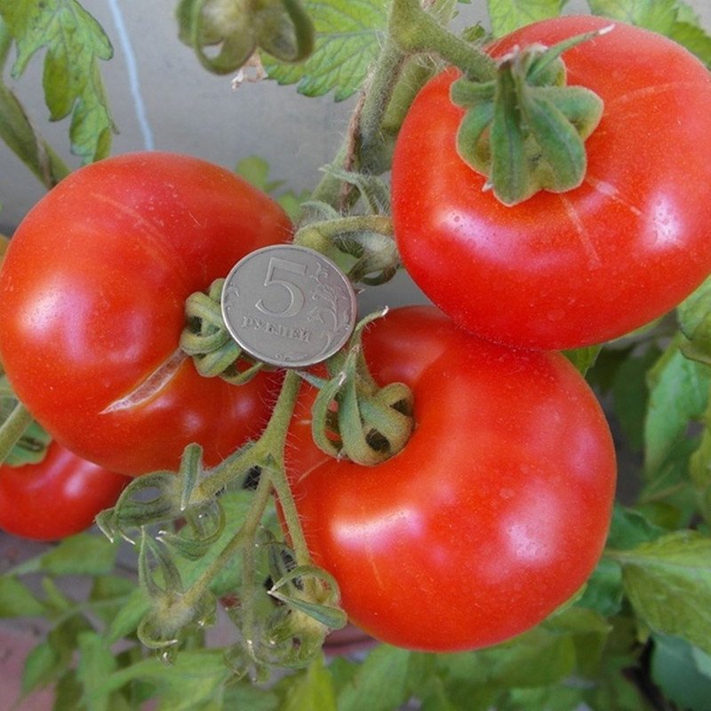 Tomato Mobile