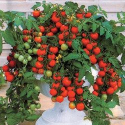 Dwarf Cherry Tomato Bajaja