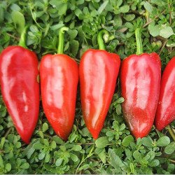 Sweet Pepper Family Garden F1