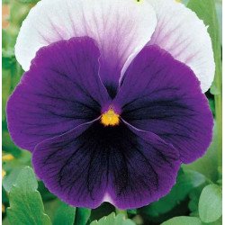 Pansy Viola Lord Beaconsfield