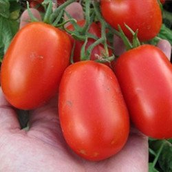Tomato Missouri