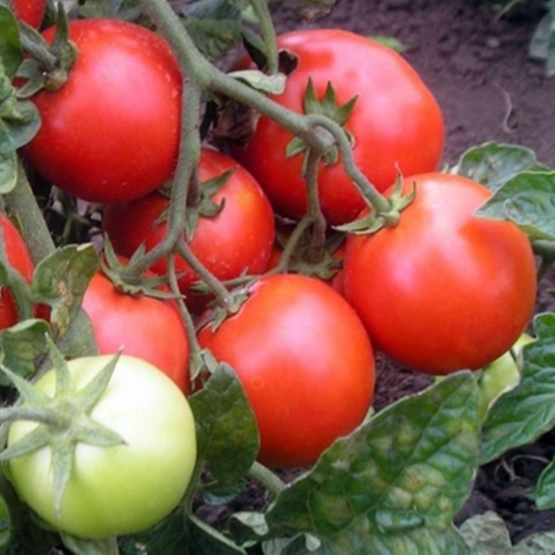 Томат Червона шапочка