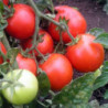 Томат Червона шапочка