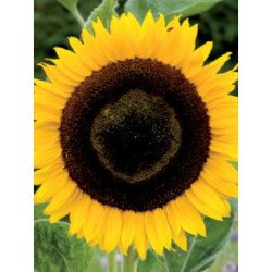 Dwarf Sunflower Eclipse