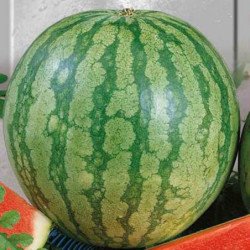 Watermelon Shyroninskyi