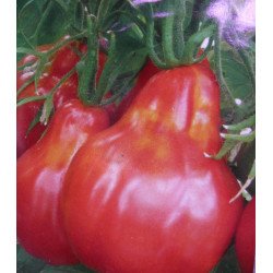 Tomato Pink Pear