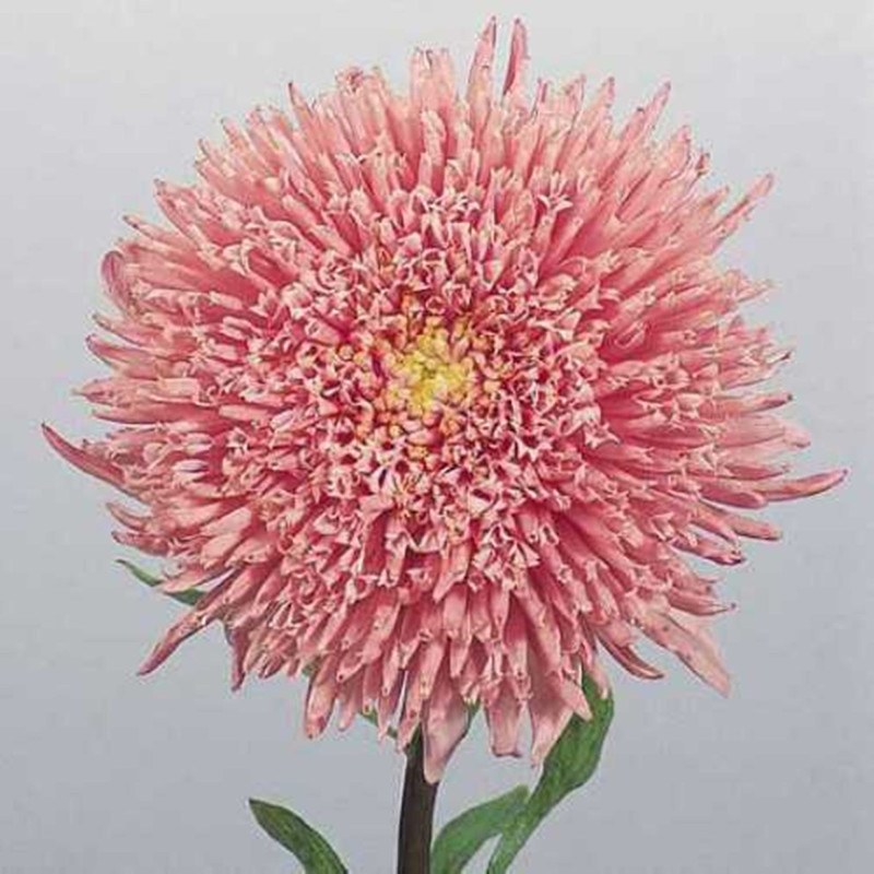 Айстра принцеса Хелла