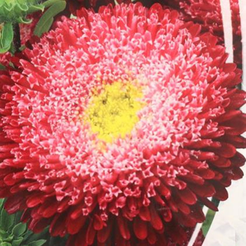 Айстра принцеса Борд