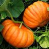 Pumpkin Ruzh Vif De Tamp