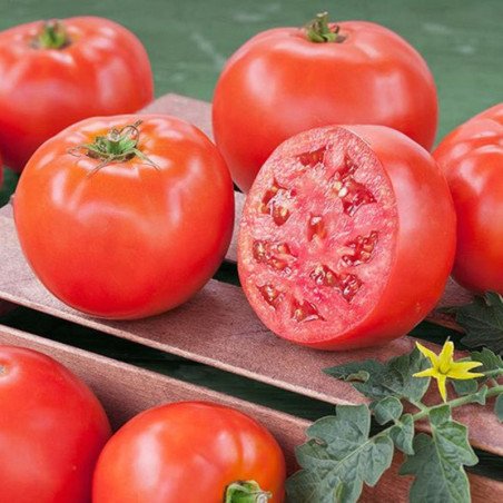 Tomato Kyiv 139