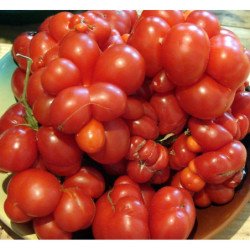 Tomato Chesnovy