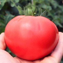 Tomato Chinese Gigant