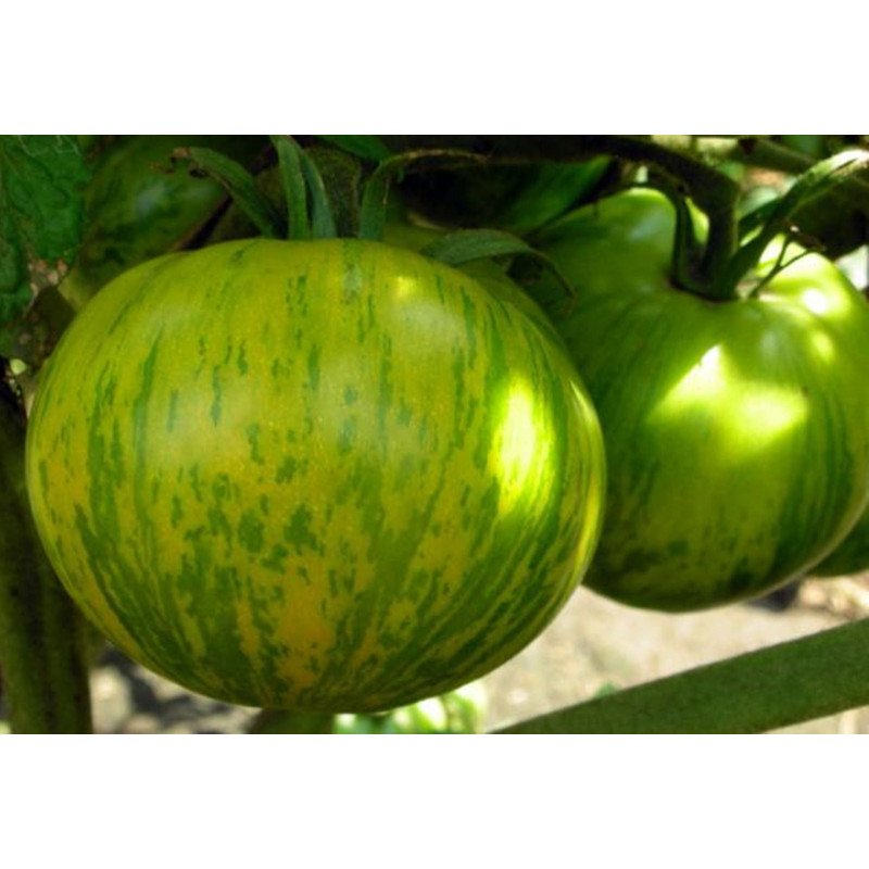 Tomato Zebra Green