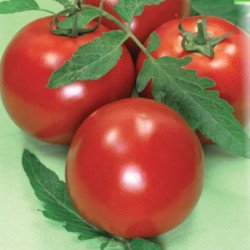 Tomato Imperial