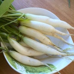 Icicle Radish White