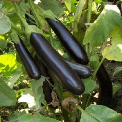 Eggplant Aubergine Long-Pop