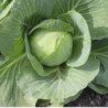 Headed Summer Cabbage Ditmar Early