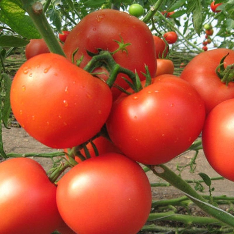 Tomato Hospodar