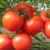 Tomato Hospodar