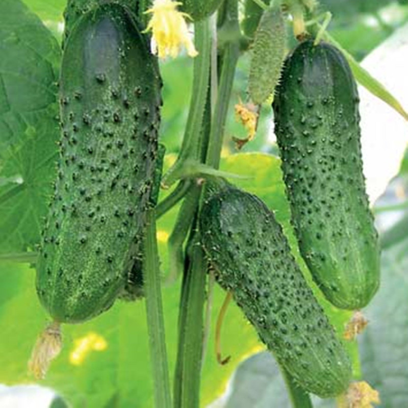 Огірок Перемагаючий вітер F1