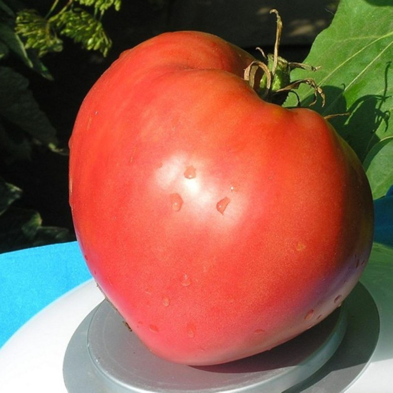 Томат Рожевий шолом