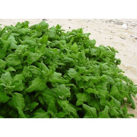 New Zealand Spinach