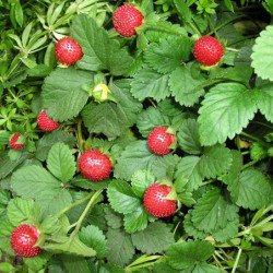 Indian Mock Strawberry