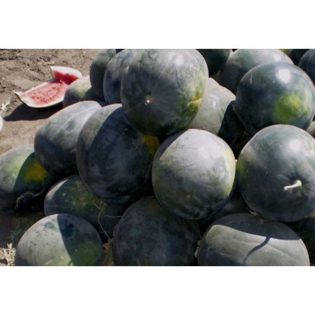 Watermelon Kholodok