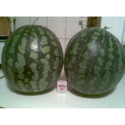 Watermelon Kholodok