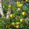 Golden Clematis