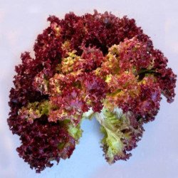 Leaf Lettuce Red Koral