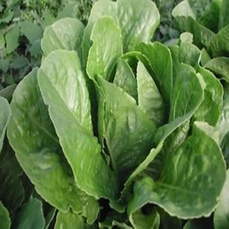 Салат ромен Паризький