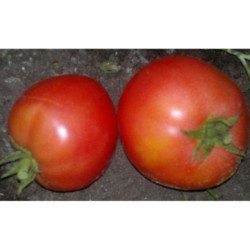 Tomato Betalyuks