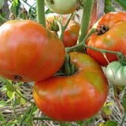 Tomato Siberian Trump