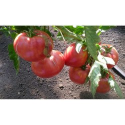 Tomato Siberian Trump