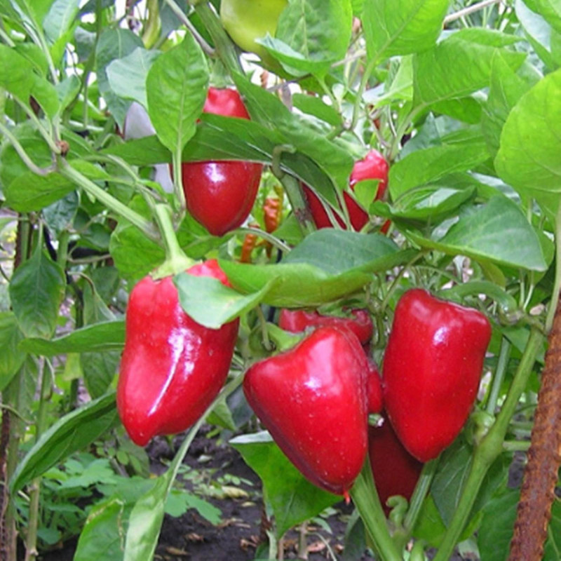 Перець солодкий Мерцедес