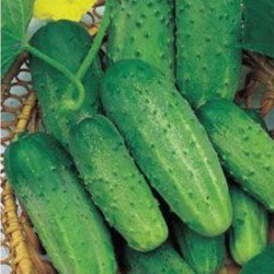 Cucumber Stepnoy